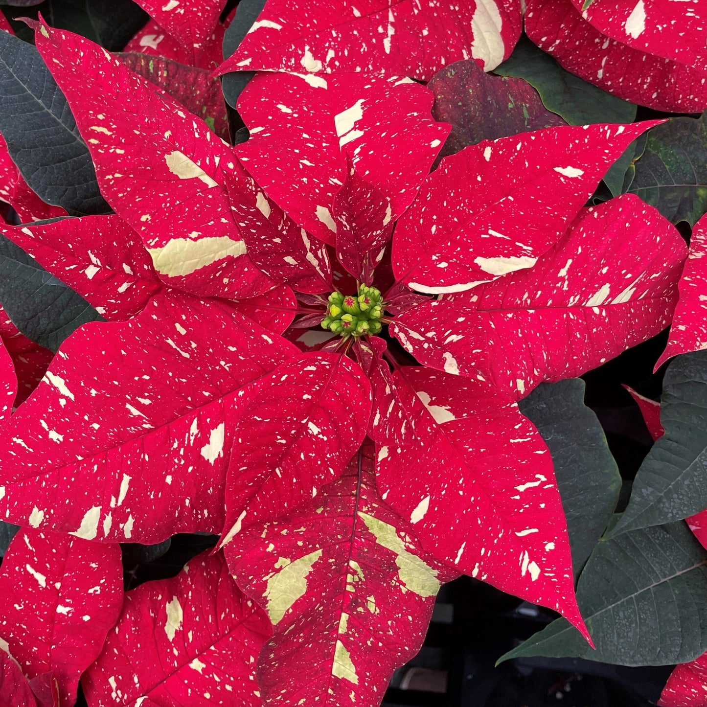 Jingle Bells Poinsettias