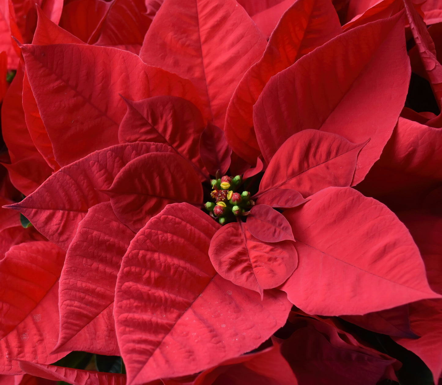 Dark Red Poinsettias