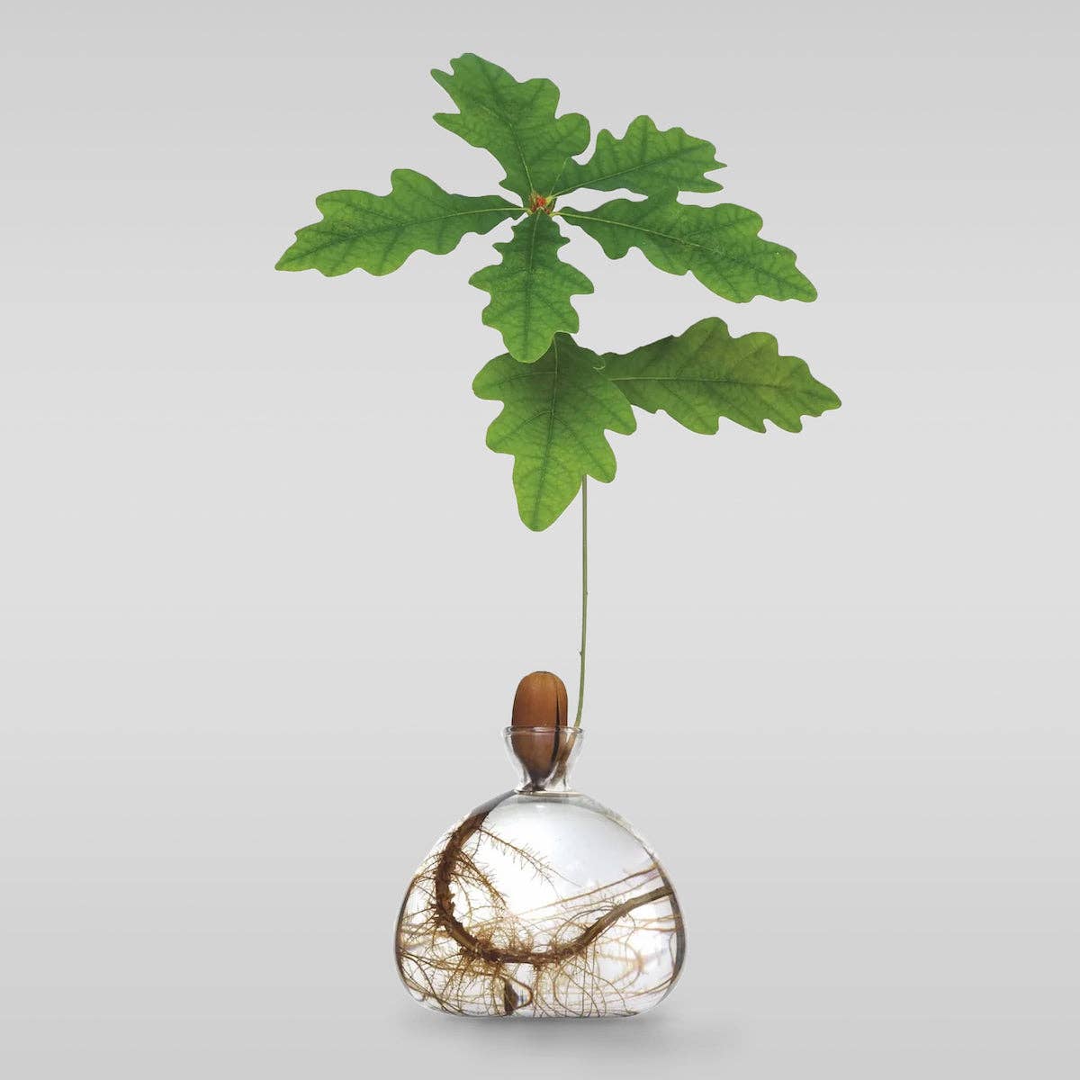 Acorn Vase: Clear