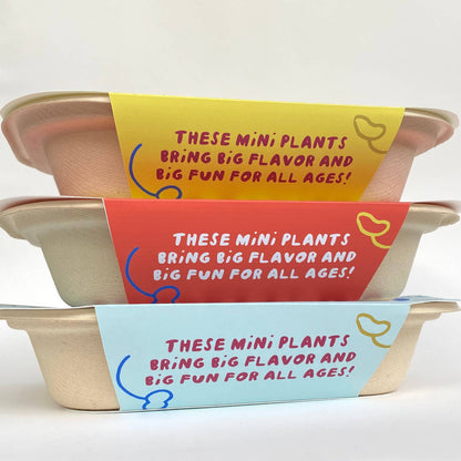 Windowsill Salad Kit: ORGANIC Red Rambo Radish