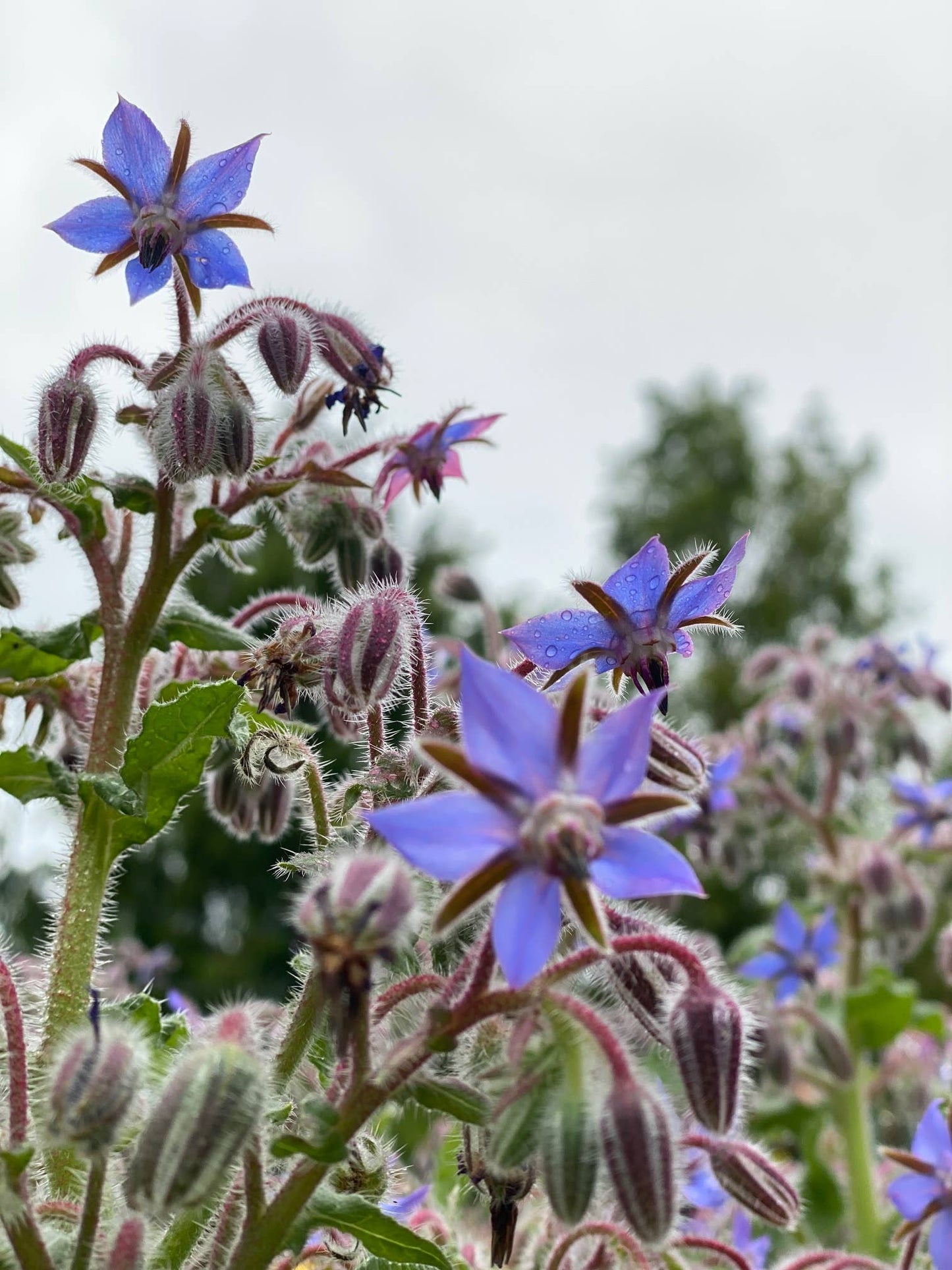 Borage, Organic