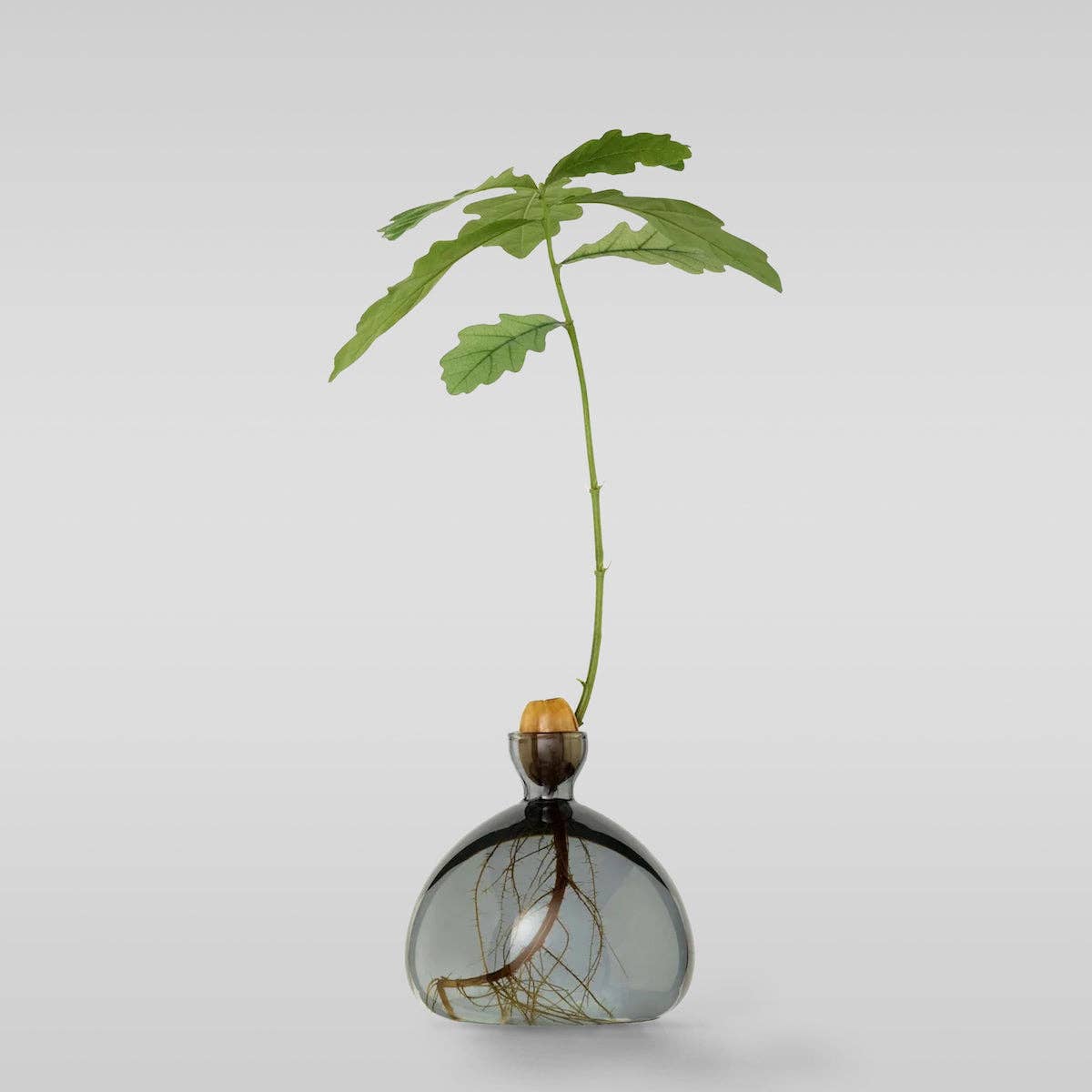 Acorn Vase: Grass Green